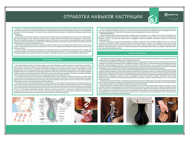 Тренажерный комплекс "Отработка навыков кастрации"