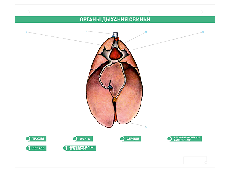 Электрифицированный стенд "Органы дыхания сельскохозяйственных животных" со сменными фолиями
