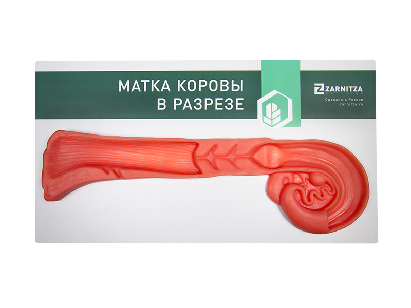 Интерактивный светодинамический стенд "Заболевания половых органов самки" с натурными образцами