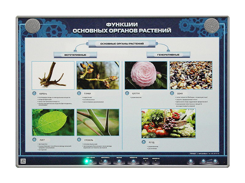 Электрифицированный стенд "Функции основных органов растений"